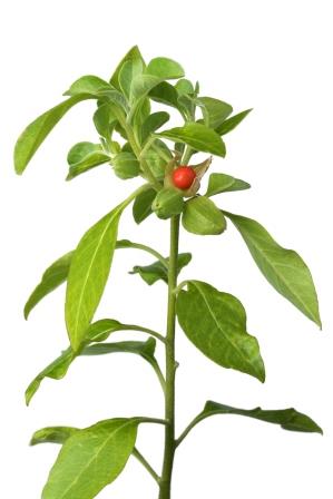 Ashwagandha plant